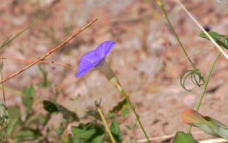 Ipomoea ternifolia, Tripleleaf Morning-glory, Southwest Desert Flora
